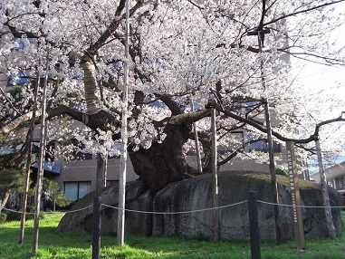 石割桜.jpg